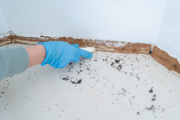 Best Residential Pest Control  in Inglewood, CA